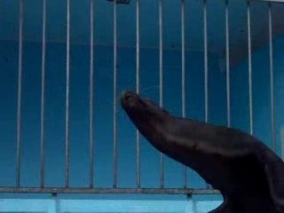 Luc et Alex spectacle Otarie