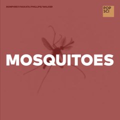 How Mosquitoes Fly