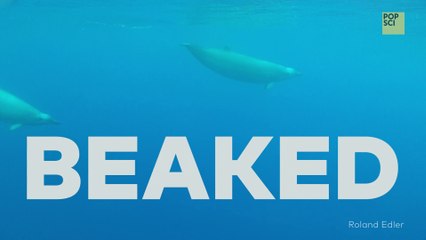 The first-ever video of True's beaked whale
