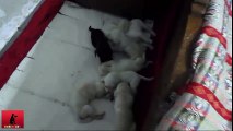 7 white labrador puppy is playing with Choklet labrador puppy 30 days
