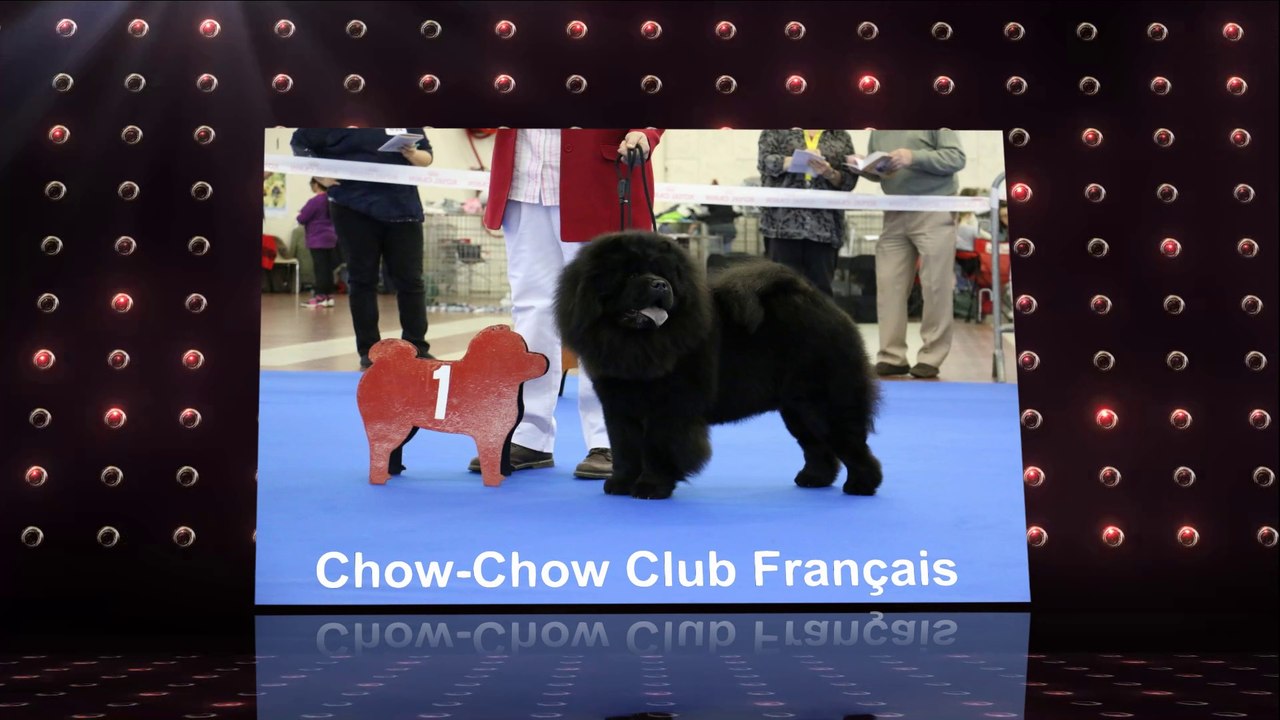 NE CHOWCHOW 2017