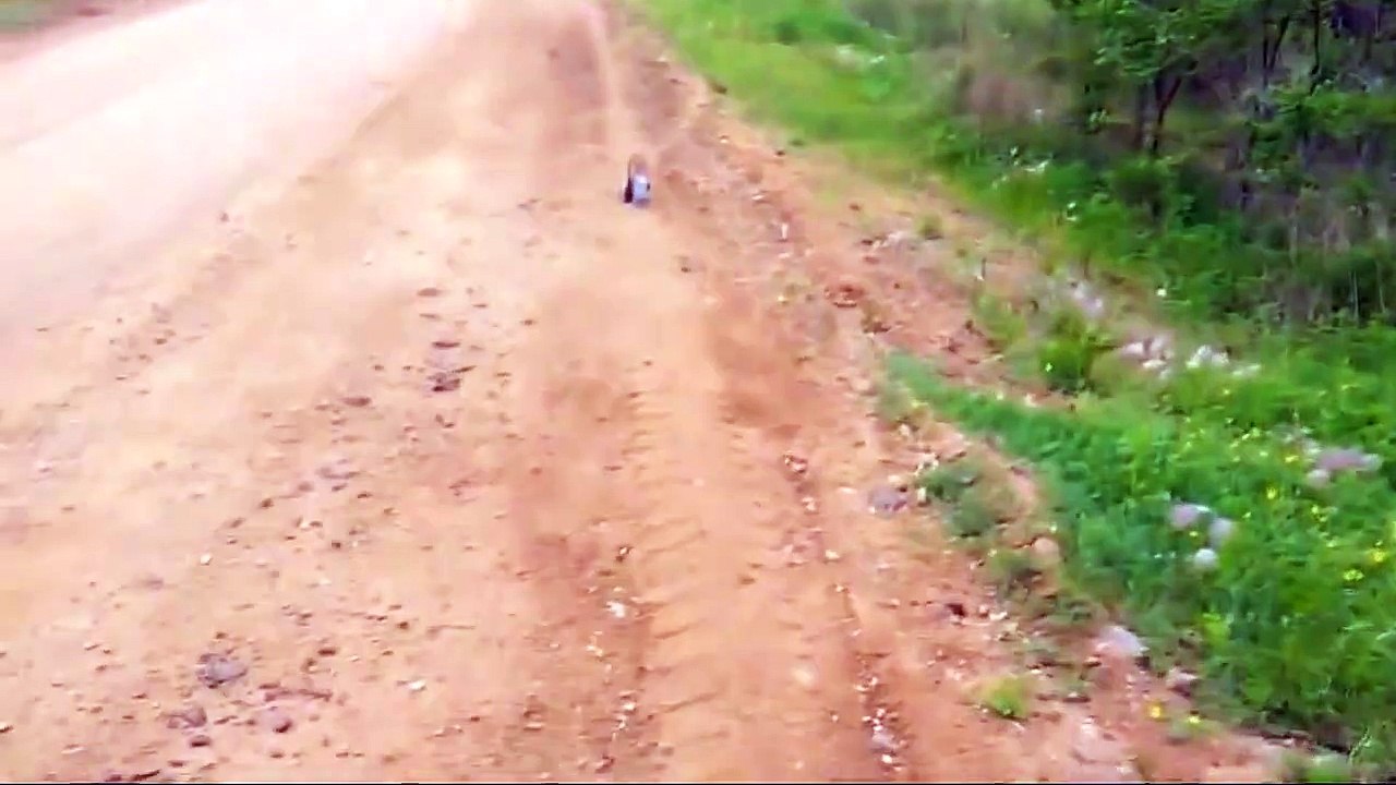 Ce renard coincé dans un bocal demande de l'aide