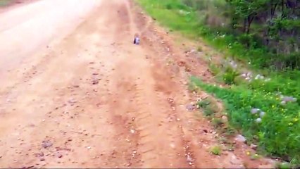 Ce renard coincé dans un bocal demande de l'aide