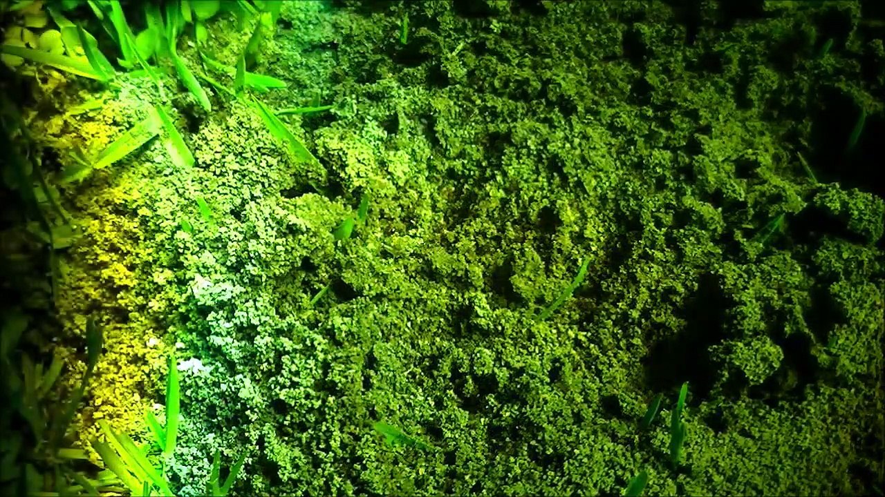 Tuer des fourmis avec une loupe géante