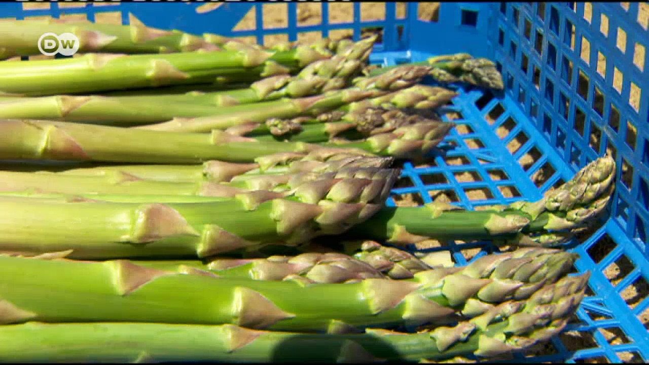 Lust auf Spargel? | DW Deutsch