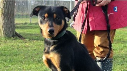 Chien poignardé à la SPA de Basse-Normandie - une plainte et un appel à témoins[via torchbrowser.com]