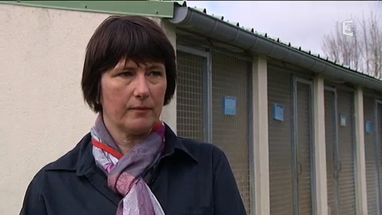 Chien poignardé à la SPA de Basse-Normandie - une plainte contre X déposée[via torchbrowser.com]