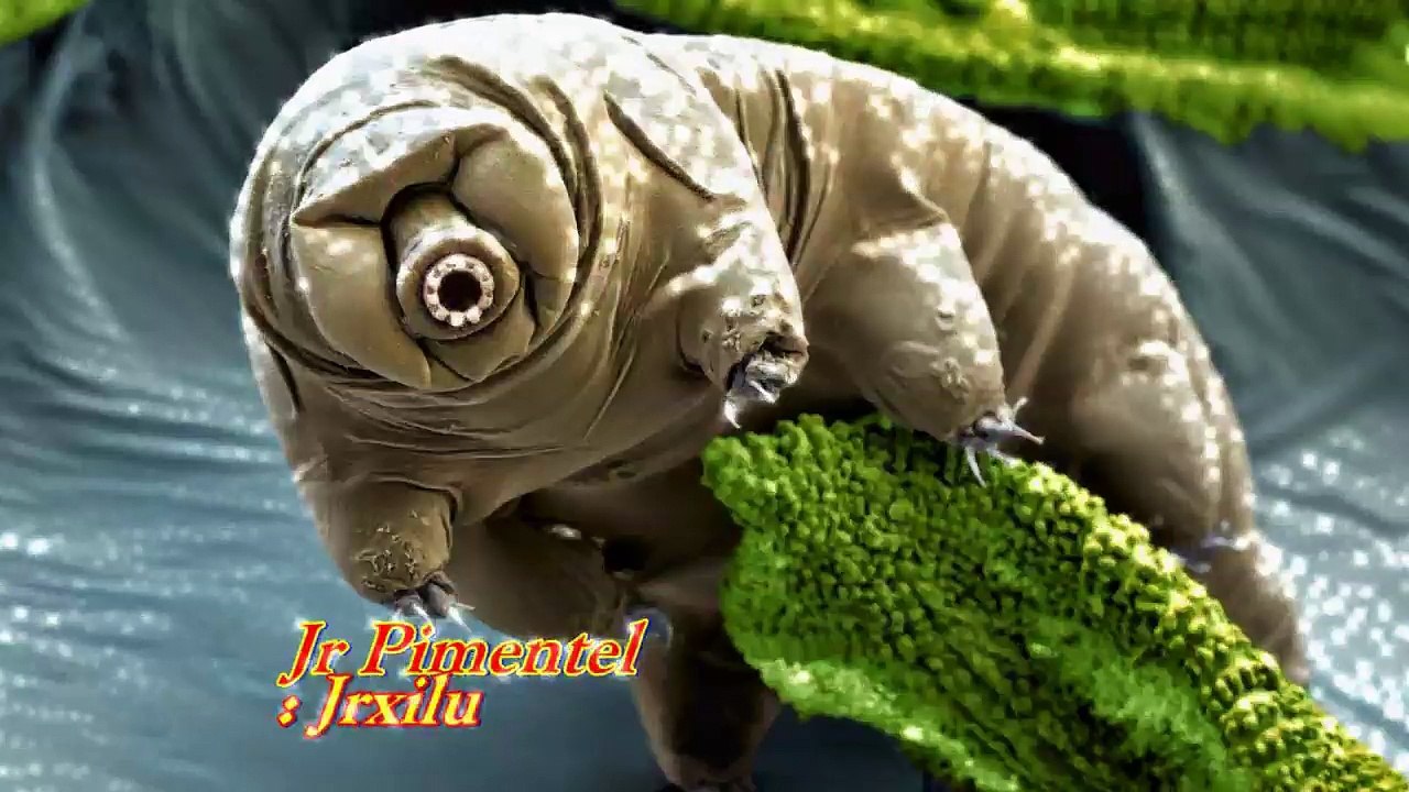 DRAGÃO DE COMODO, batalhas de animais selvagens, mundo animal, confrontos animais, animais selvagens atacando