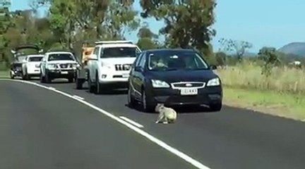 Koala Stops Traffic