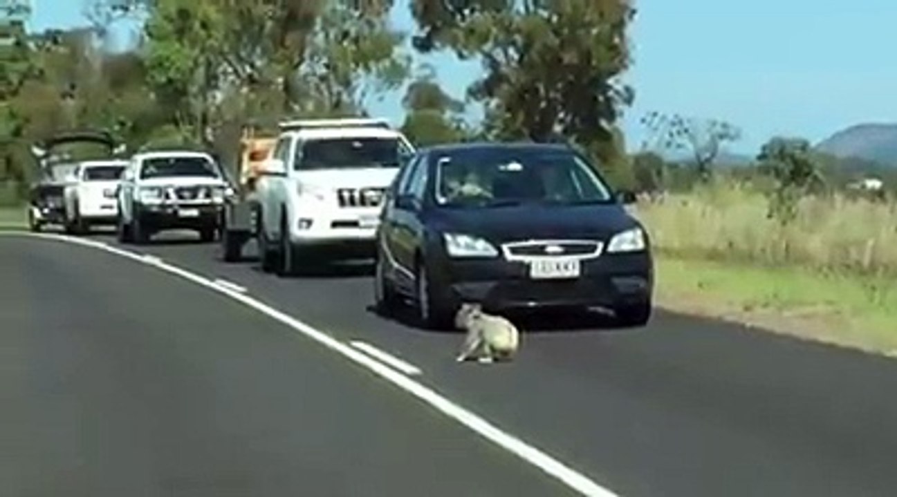 Koala Stops Traffic
