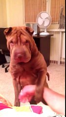 Such a funny dog who keeps owner scratching his belly
