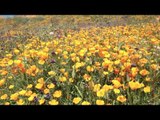 Aerial Video Shows California's Rare Wildflower 'Super Bloom'