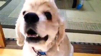 Fun Funny Dog Doggy complications #4