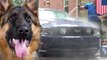 Video lucu anjing polisi bermain air saat ia libur kerja - Tomonews