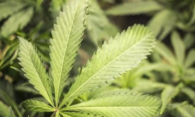 Kebijakan Penggunaan Ganja untuk Medis (Bag. 1)