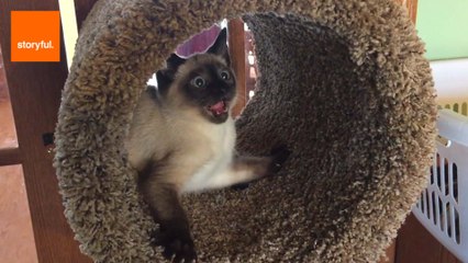 Cat Awestruck at New Scratching Post