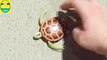 Toys review toys unboxing. Robo turtle. Turtle dáoash unboxing toys egg surprise t