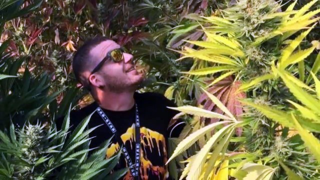 Order medical marijuana online , dabstarshop.com ,Buy High Thc Oil Online , Order Marijuana Seed Online near me , Buy CBD oil Online , Where to buy medical marijuana oil online , Buy rick simpson oil online near me , Order cartridge online , Cannabis