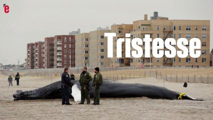 Une baleine s'échoue sur une plage new-yorkaise