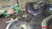 Snake Breed Mating And Laying Eggs - DailyMotion