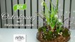 DIY - hübscher Osterkranz mit Frühlingspflanzen [How to] Deko Kitchen-6sLyryw