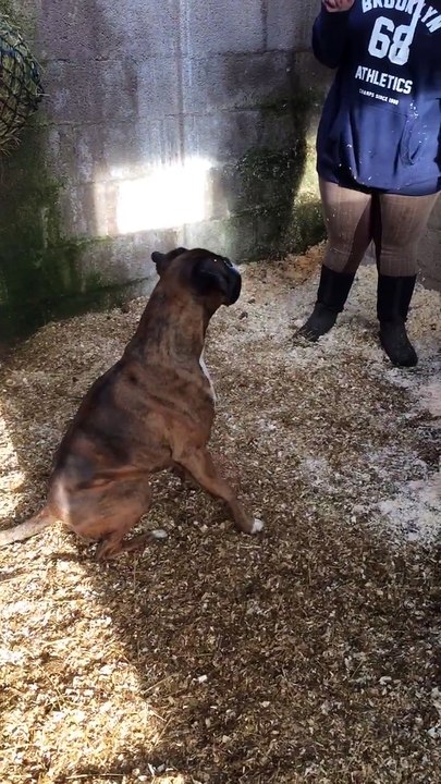 Ce chien est dressé pour aider à nettoyer les étables... Ahaha