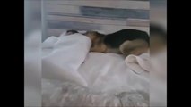 Le réveil le plus adorable du monde... Merci le chien
