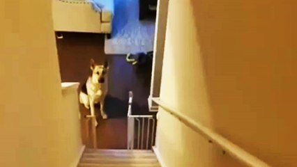 Un chien heureux de réveiller son maître