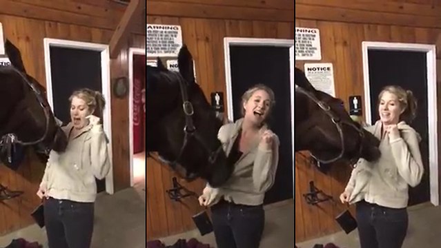 Un cheval s'amuse avec un fermeture éclair