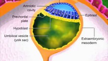 Gastrulation-sU