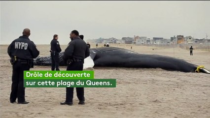 Une baleine s'échoue sur une plage de New York
