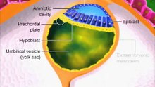 Gastrulation-sU