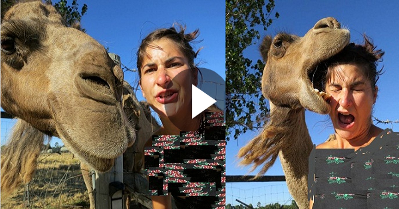 Camel