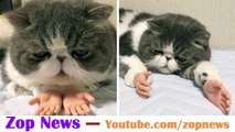 Cat with Human Hands Viral Fake Video - Hindi/Urdu