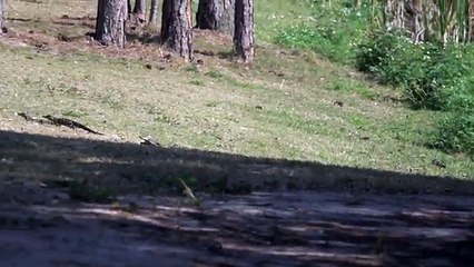 Mother alligator leads babies across a Florida golf course 2017