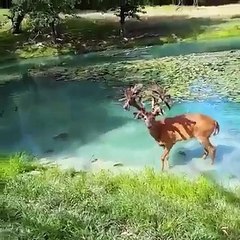 The Stags was Drinking Water - Exploring Beauty