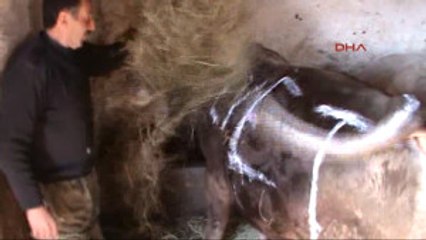 Ardahan Referandumda 'Evet' Çıkarsa, Boğasını Cumhurbaşkanı Için Kurban Edecek