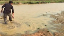 How To Catch And Cook Snails - Fried Snails Hot Spicy Basil Recipe-aWs