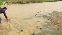 How To Catch And Cook Snails - Fried Snails Hot Spicy Basil Recipe-aW