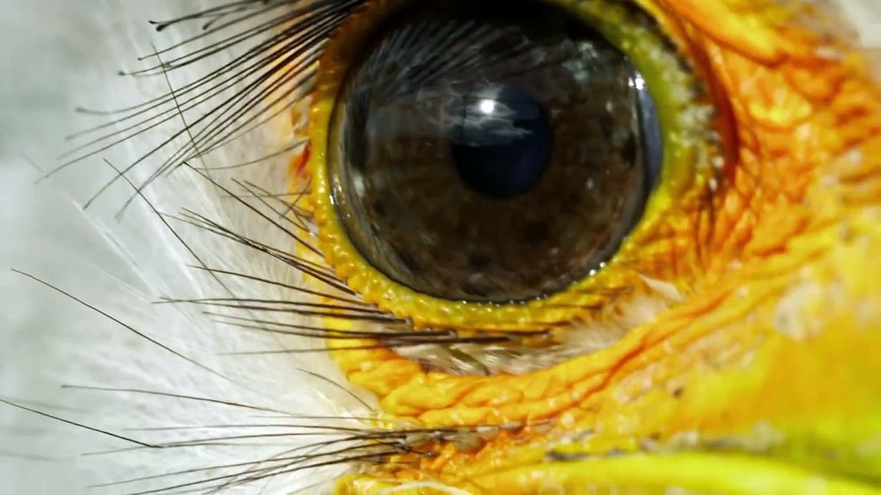 This bird has a unique way of hunting — Exploring Beauty
