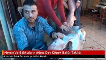 Mersin'de Balıkçıların Ağına Dev Köpek Balığı Takıldı