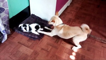 Piku & Laika
