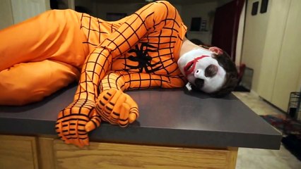 Orange Spiderman vs Twin Joker vs Bad Scary Clown   In Real Life Superhero Movie-g4I8h2f3J
