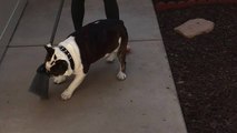 Bulldog hates brooms, refuses to let owner sweep
