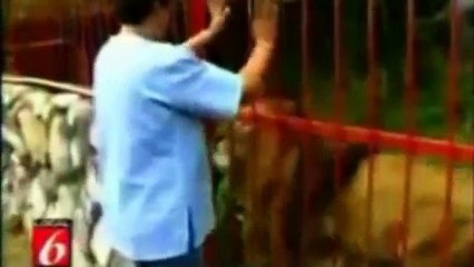 Lion Responds to Woman in Safari Park