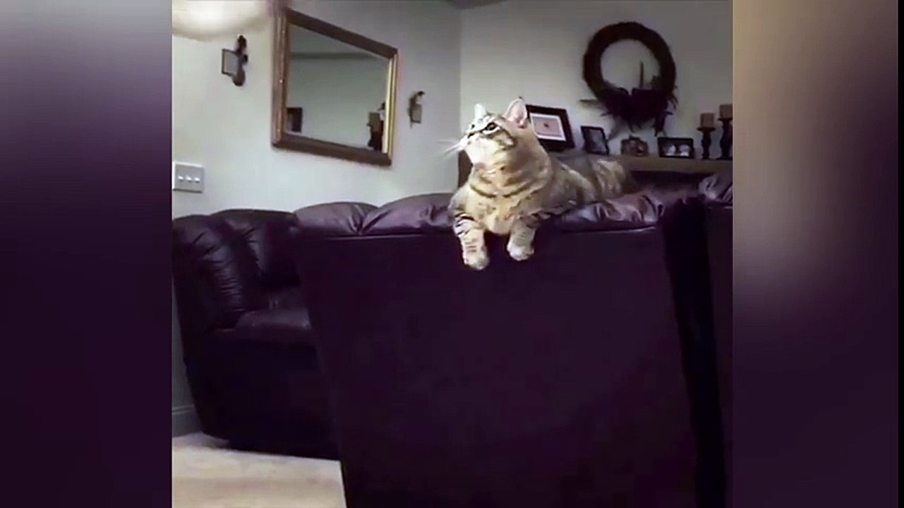Cat and ballon
