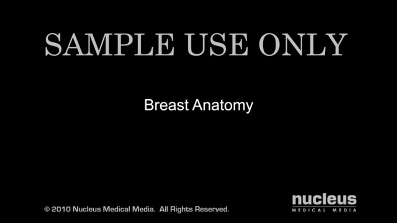 Breast Cancer_ Anatomy of the Breast
