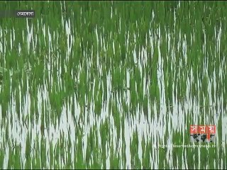 নেত্রকোনা, ভৈরবে পানির নিচে ৭০ হাজার হেক্টরের ফসলি জামি