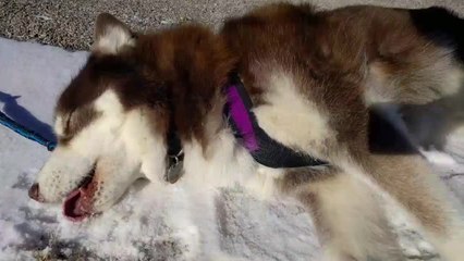 Husky takes a break mid-walk in the winter sun