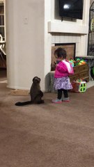 Capuchin monkey begs for hug from toddler